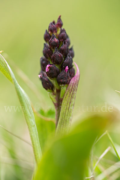 Purpur-Knabenkraut (Orchis purpurea)