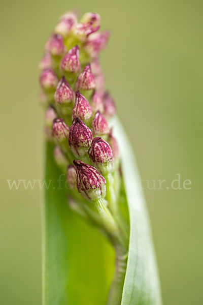 Purpur-Knabenkraut (Orchis purpurea)