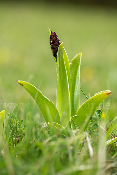 Purpur-Knabenkraut (Orchis purpurea)