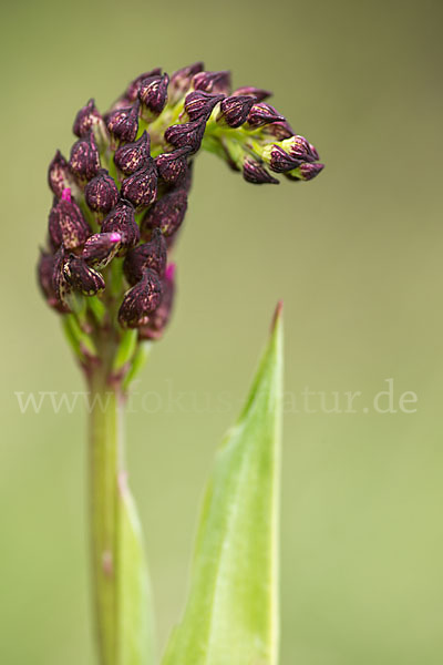 Purpur-Knabenkraut (Orchis purpurea)