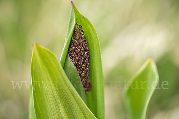 Purpur-Knabenkraut (Orchis purpurea)