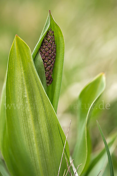 Purpur-Knabenkraut (Orchis purpurea)