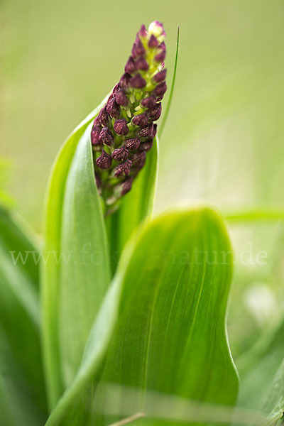 Purpur-Knabenkraut (Orchis purpurea)