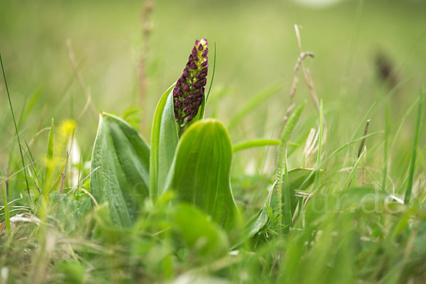 Purpur-Knabenkraut (Orchis purpurea)