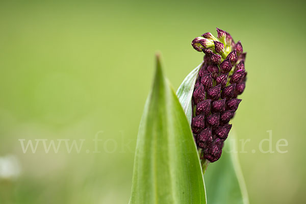 Purpur-Knabenkraut (Orchis purpurea)