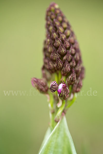 Purpur-Knabenkraut (Orchis purpurea)