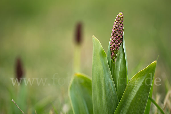 Purpur-Knabenkraut (Orchis purpurea)