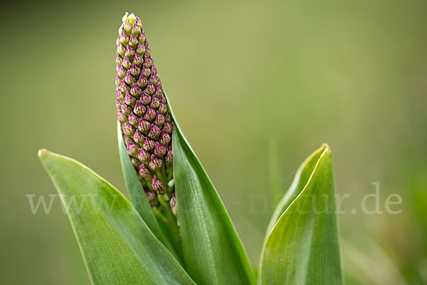 Purpur-Knabenkraut (Orchis purpurea)