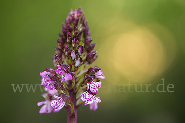 Purpur-Knabenkraut (Orchis purpurea)