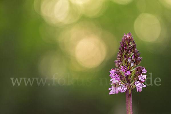 Purpur-Knabenkraut (Orchis purpurea)