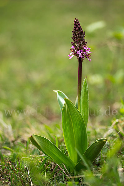 Purpur-Knabenkraut (Orchis purpurea)