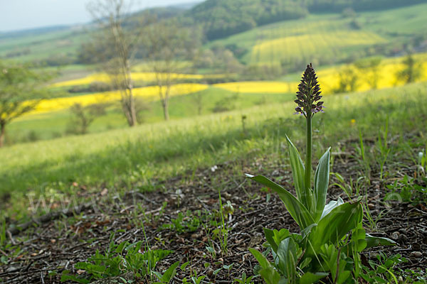 Purpur-Knabenkraut (Orchis purpurea)