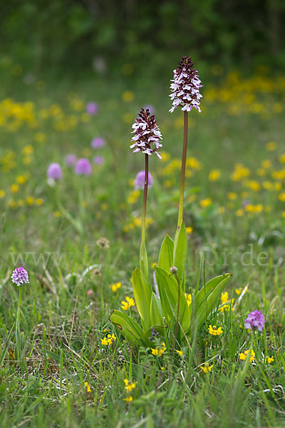 Purpur-Knabenkraut (Orchis purpurea)