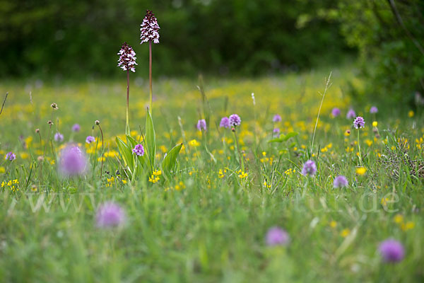 Purpur-Knabenkraut (Orchis purpurea)