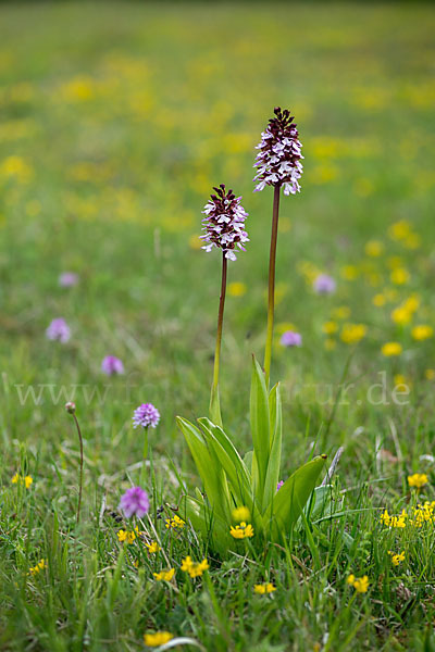 Purpur-Knabenkraut (Orchis purpurea)