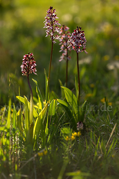 Purpur-Knabenkraut (Orchis purpurea)