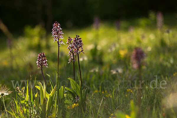 Purpur-Knabenkraut (Orchis purpurea)