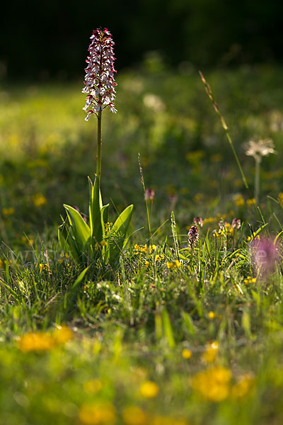 Purpur-Knabenkraut (Orchis purpurea)