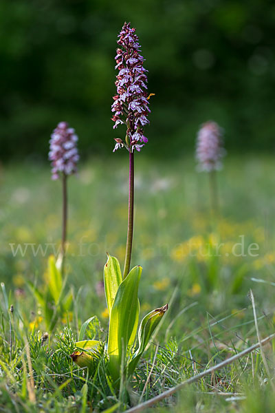 Purpur-Knabenkraut (Orchis purpurea)