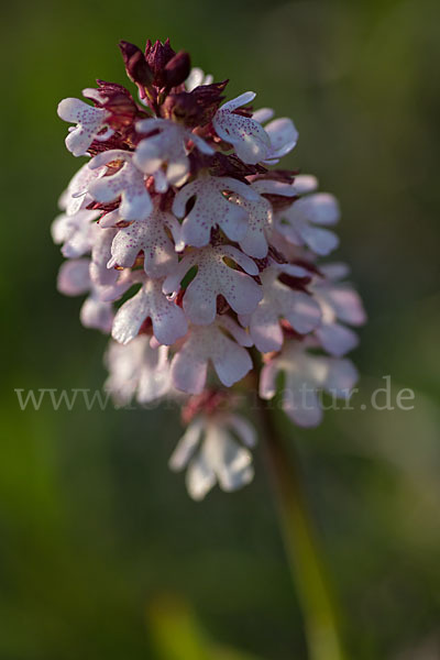 Purpur-Knabenkraut (Orchis purpurea)