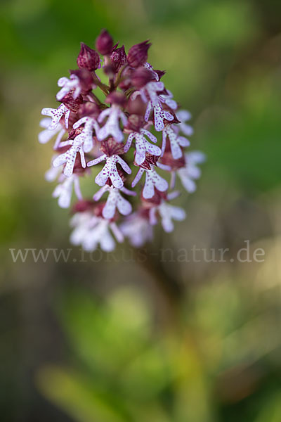 Purpur-Knabenkraut (Orchis purpurea)