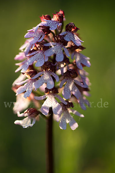 Purpur-Knabenkraut (Orchis purpurea)