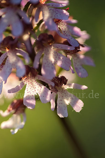 Purpur-Knabenkraut (Orchis purpurea)