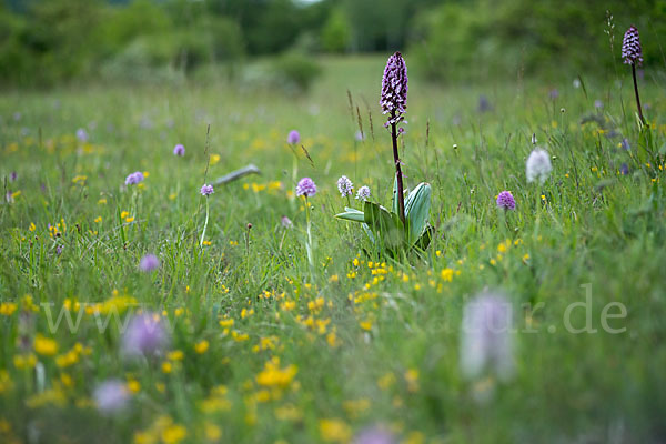 Purpur-Knabenkraut (Orchis purpurea)