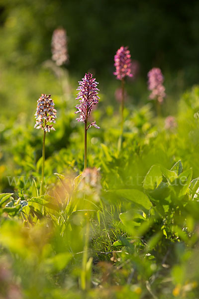 Purpur-Knabenkraut x Helm-Knabenkraut (Orchis purpurea x Orchis militaris)