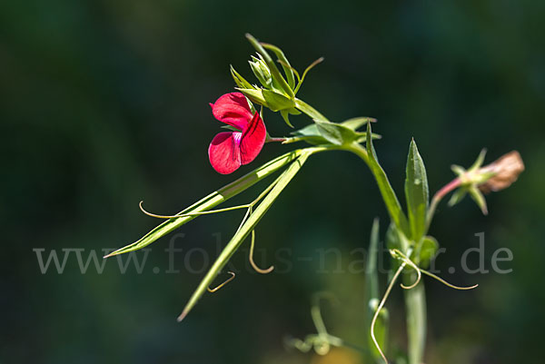 Purpur-Platterbse (Lathyrus clymenum)