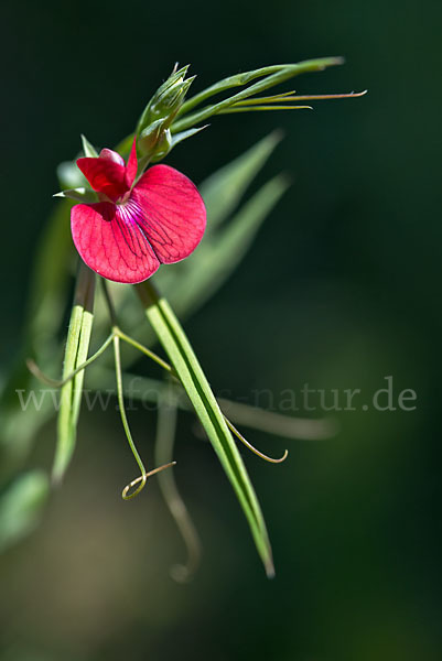 Purpur-Platterbse (Lathyrus clymenum)