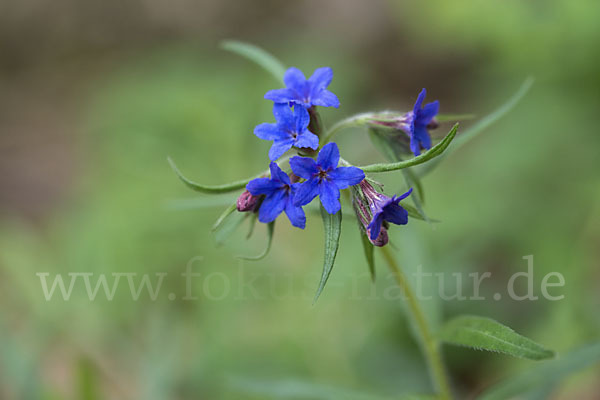 Purpurblaue Rindszunge (Buglossoides purpurocaerulea)