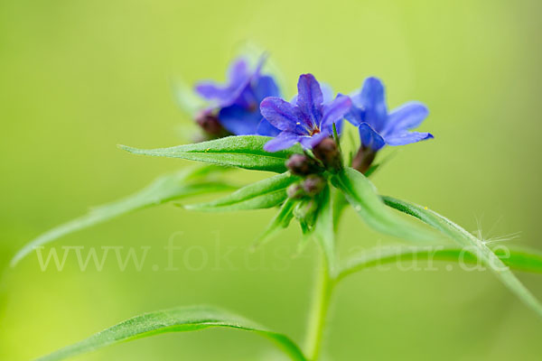 Purpurblaue Rindszunge (Buglossoides purpurocaerulea)