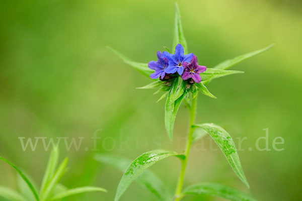 Purpurblaue Rindszunge (Buglossoides purpurocaerulea)