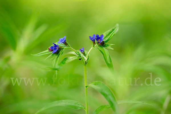 Purpurblaue Rindszunge (Buglossoides purpurocaerulea)