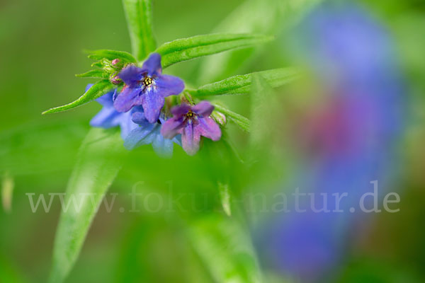 Purpurblaue Rindszunge (Buglossoides purpurocaerulea)