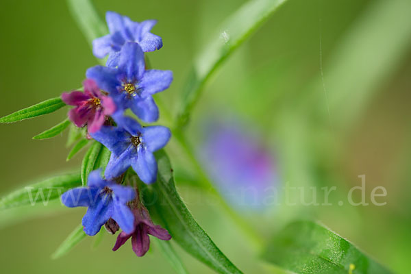 Purpurblaue Rindszunge (Buglossoides purpurocaerulea)