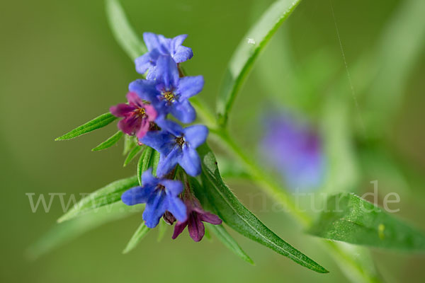 Purpurblaue Rindszunge (Buglossoides purpurocaerulea)