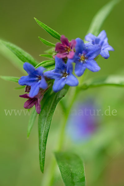 Purpurblaue Rindszunge (Buglossoides purpurocaerulea)