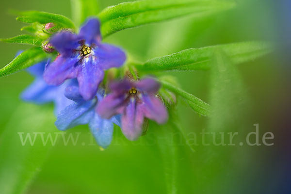 Purpurblaue Rindszunge (Buglossoides purpurocaerulea)