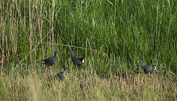 Purpurhuhn (Porphyrio porphyrio)