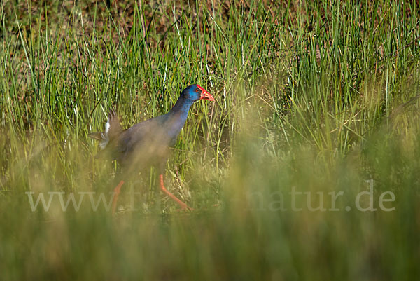 Purpurhuhn (Porphyrio porphyrio)