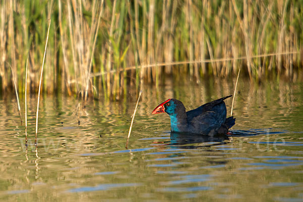 Purpurhuhn (Porphyrio porphyrio)