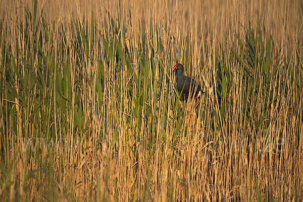 Purpurhuhn (Porphyrio porphyrio)