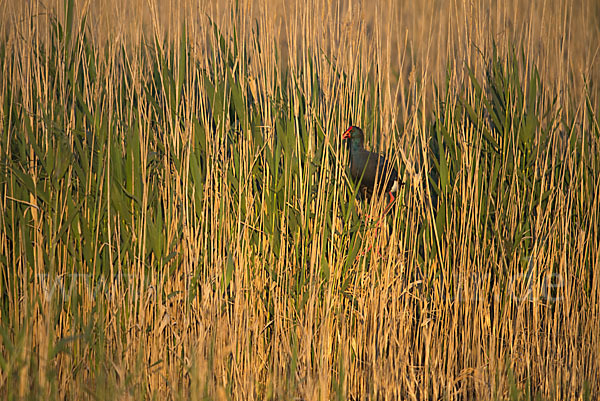 Purpurhuhn (Porphyrio porphyrio)