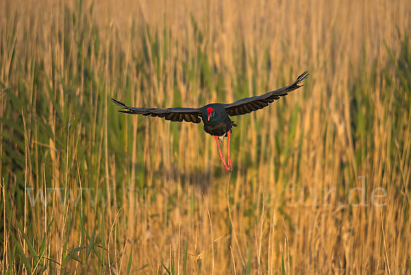 Purpurhuhn (Porphyrio porphyrio)