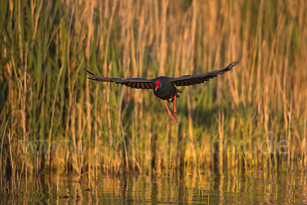 Purpurhuhn (Porphyrio porphyrio)