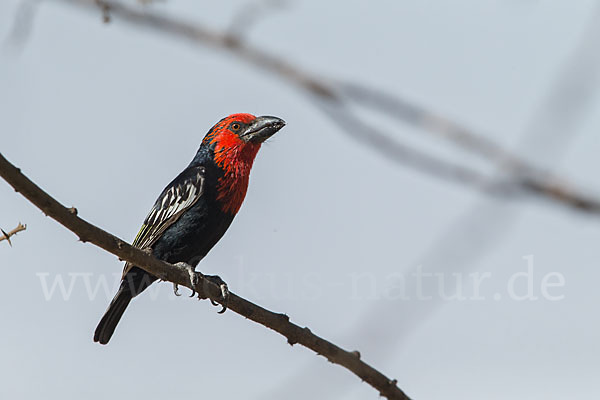 Purpurmasken-Bartvogel (Lybius guifsobalito)