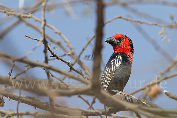 Purpurmasken-Bartvogel (Lybius guifsobalito)