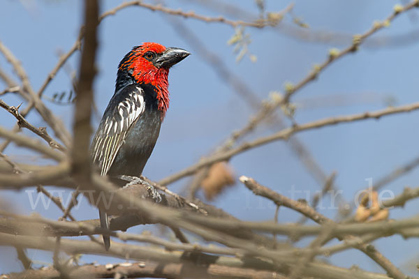 Purpurmasken-Bartvogel (Lybius guifsobalito)